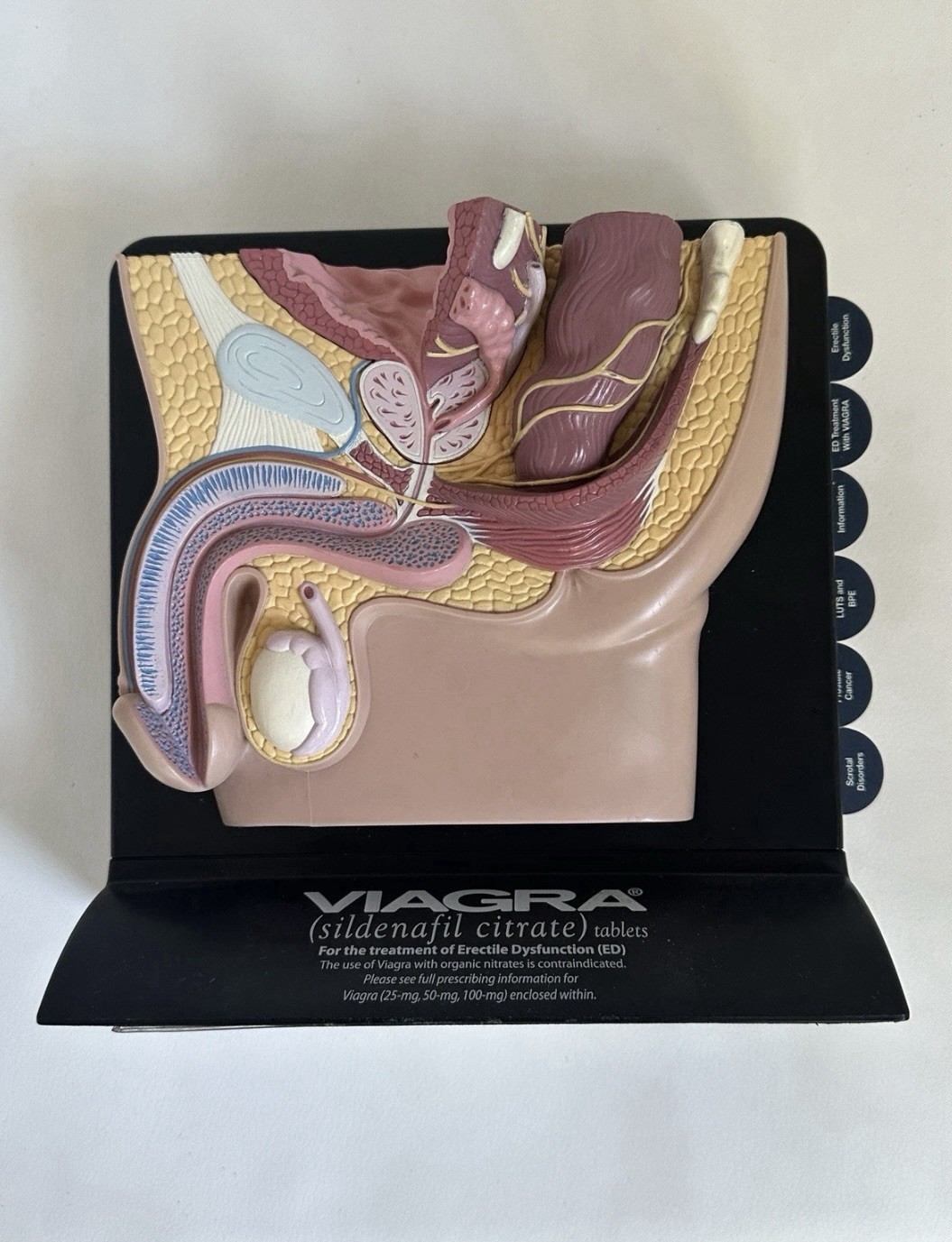 Male and Female Pelvis 2-sided 3D Anatomical Model with Info Cards 8” Tall