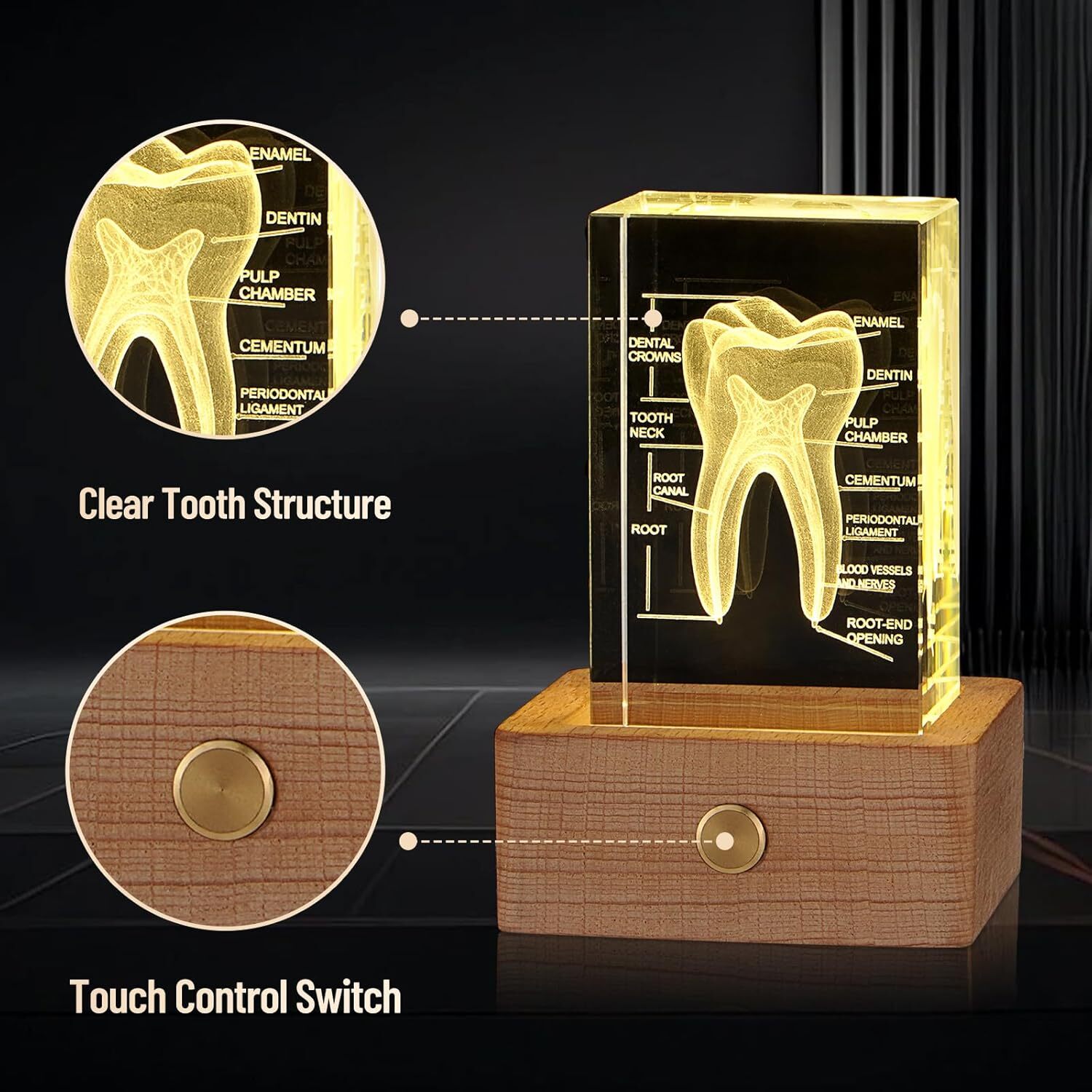 3D Human Crystal Tooth Model for Medical Dental Educational Science Office Decor