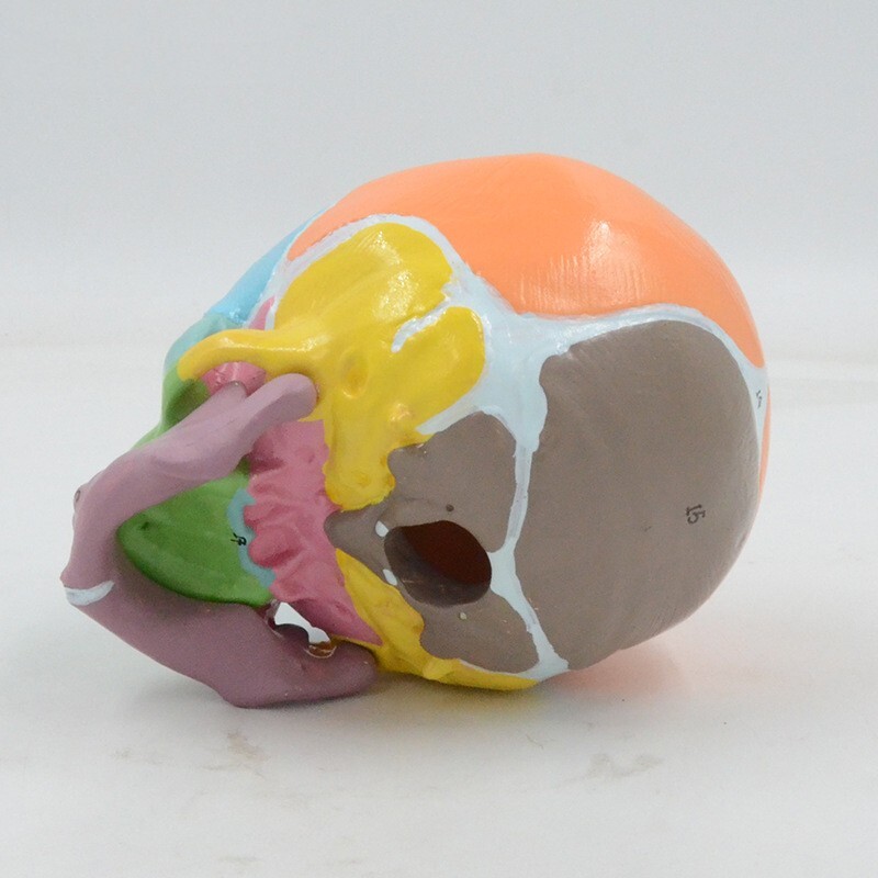 1:1 Size Medical Science baby infant Skull Anatomical Model