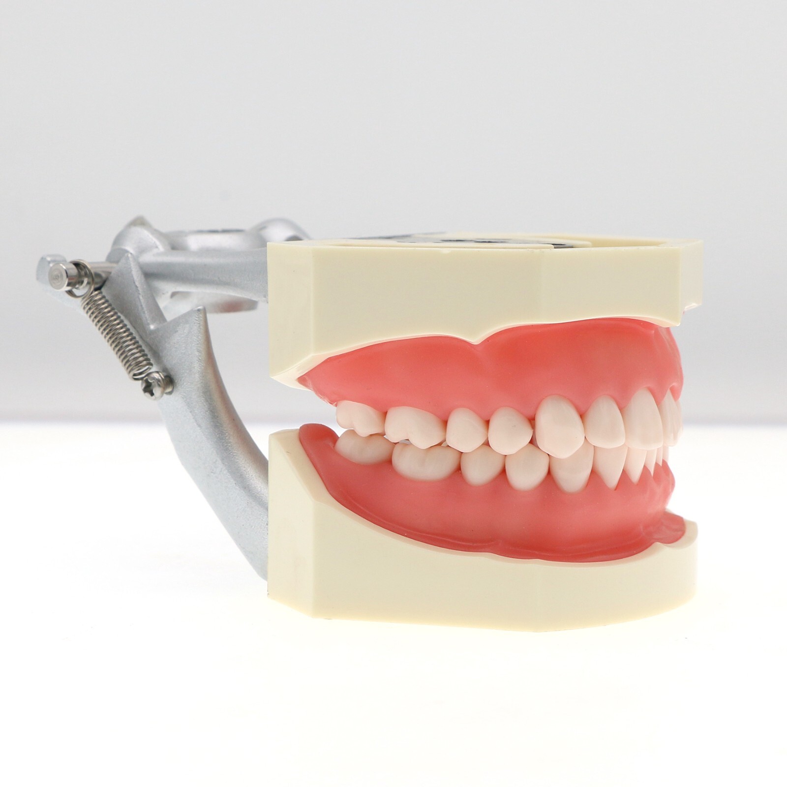 Fits for Kilgore NISSIN 200/500 Type Dental Typodont Model With Removable Teeth