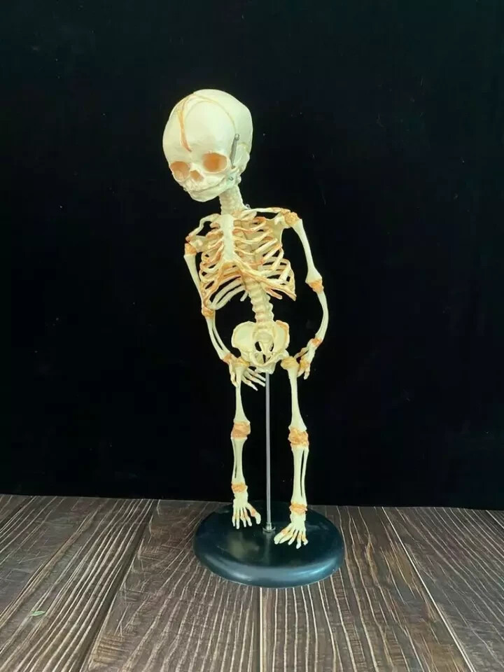 13.7″ Baby Skeleton Model Fetal Model Human Body Teaching Newborn Baby Skull