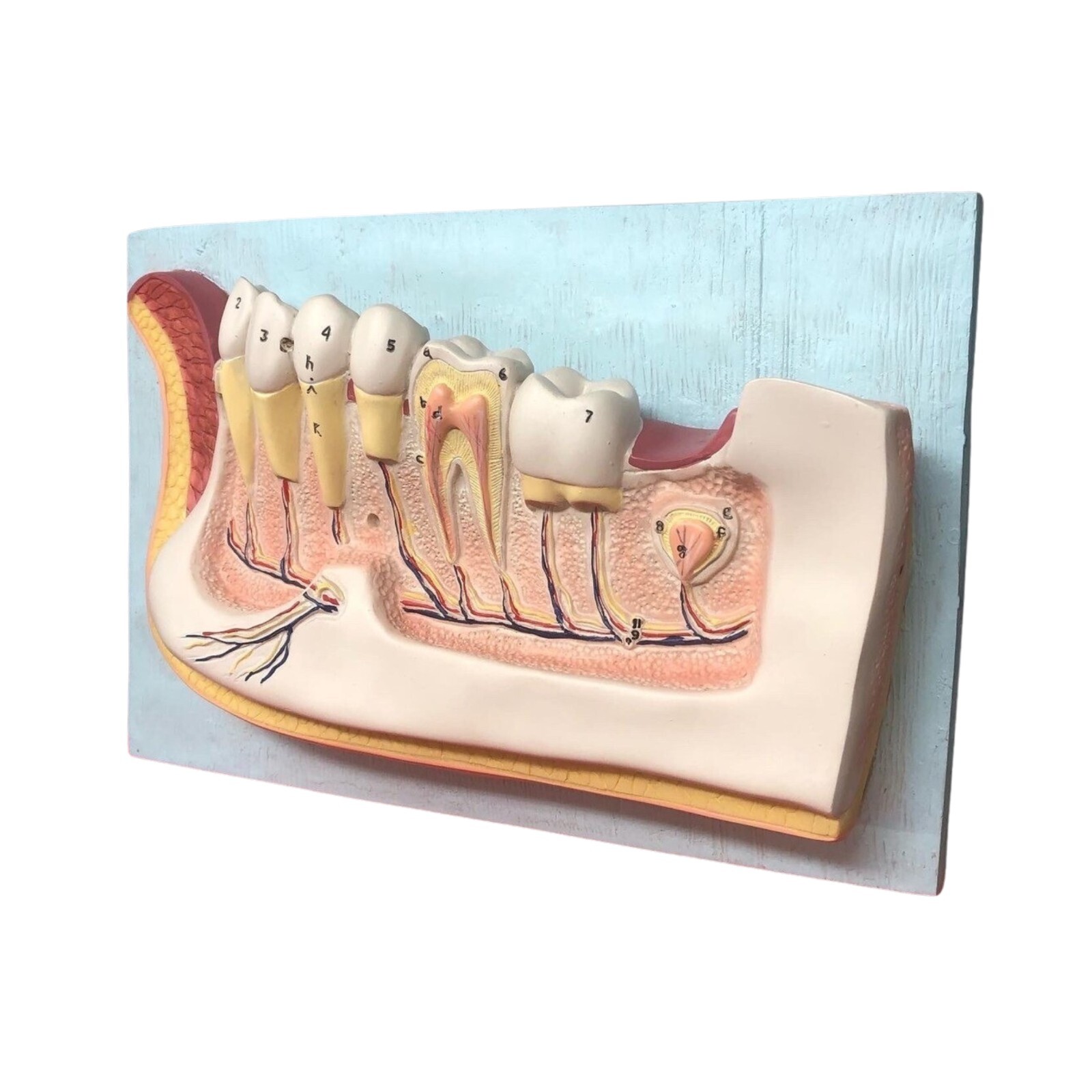 Dentist Dental Teeth Oral Anatomy Physiology Teaching Hanging Decoration Model