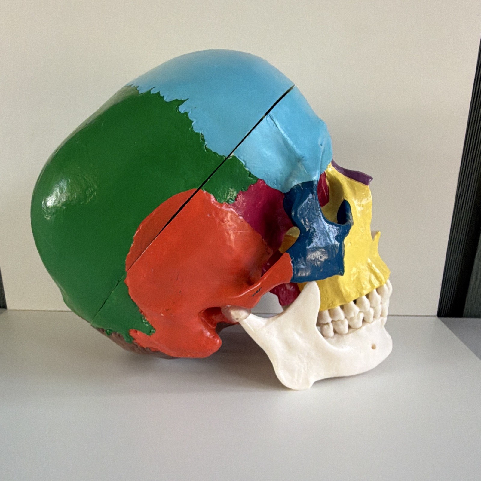 Life Size Colorful Human Skull Model Anatomical Anatomy Medical Teach Skeleton