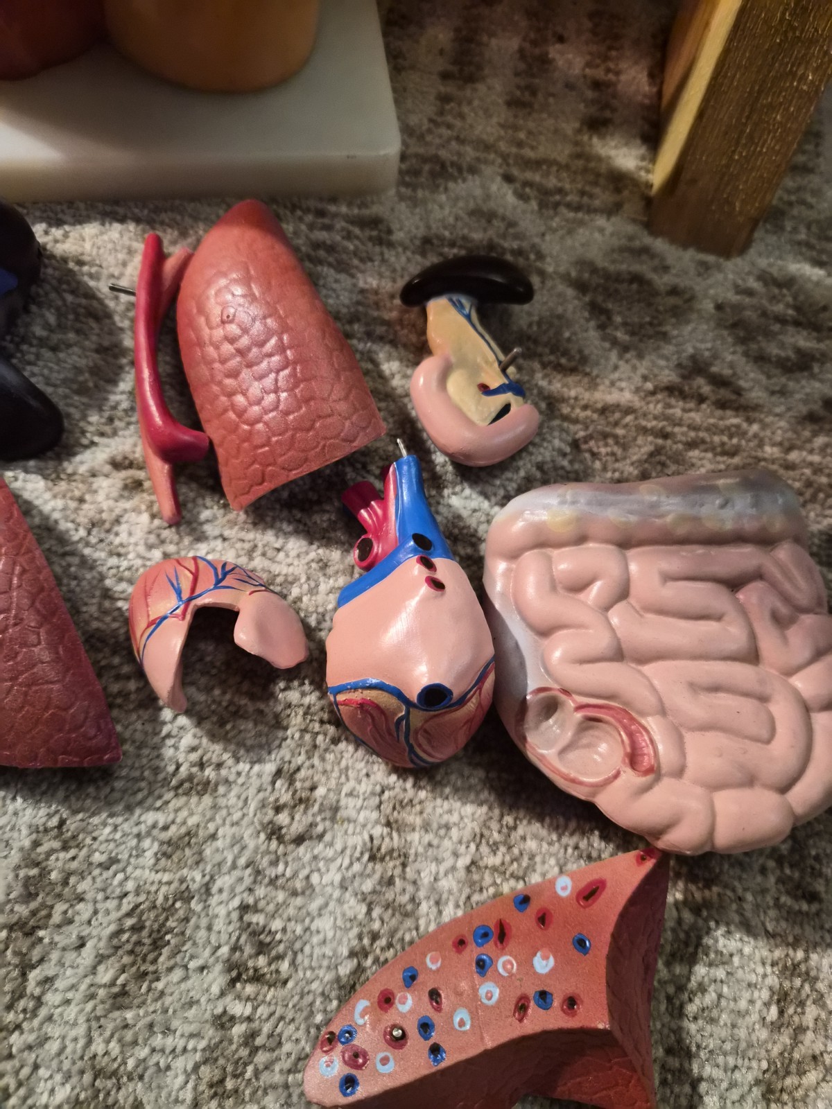 Human Anatomical Models Torso With Some Accesories