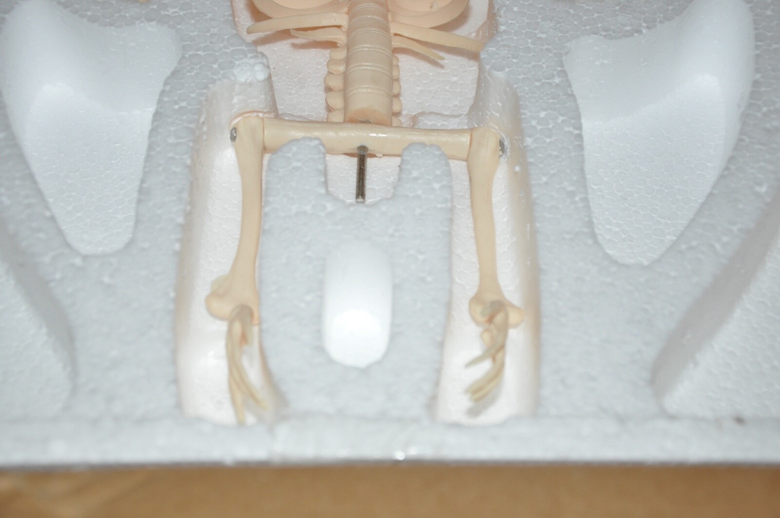 Veterinary Anatomy Bat Skeleton Display Teaching Model with stand Halloween