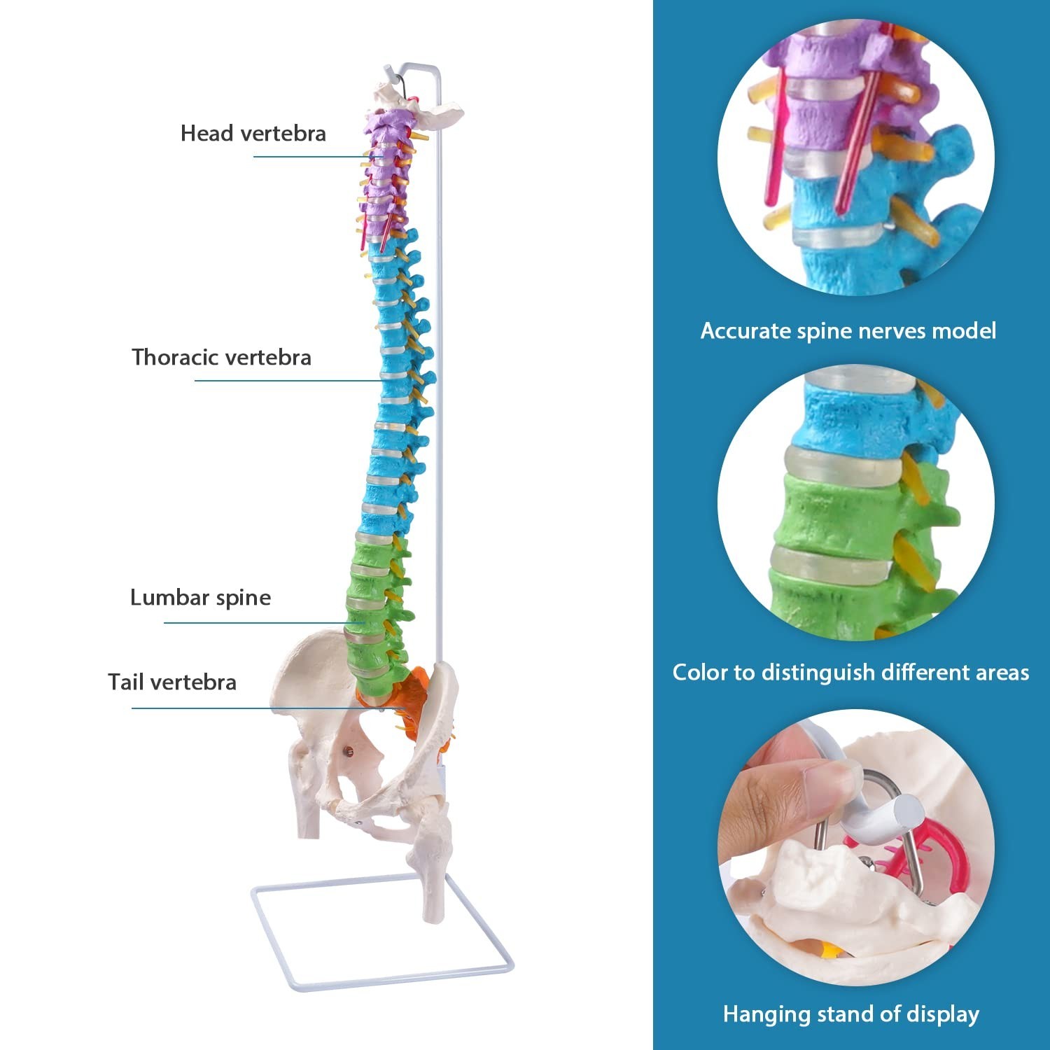 Flexible Spine Model, 34.6” Life Size Human Spinal Cord Anatomical Model wit…
