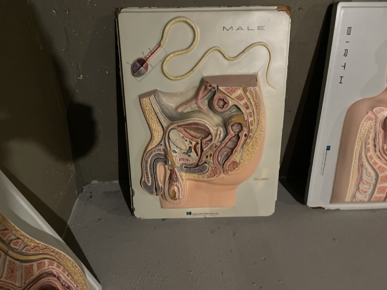 Hubbard Scientific 3D Educational Anatomy Wall Model – Male