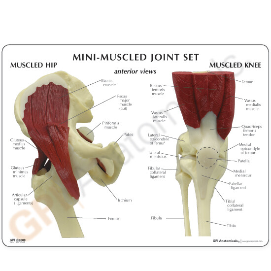 Mini Muscled Joint Set GPI Anat Models LFA #1900. Make Us an Offer! SEE VIDEO