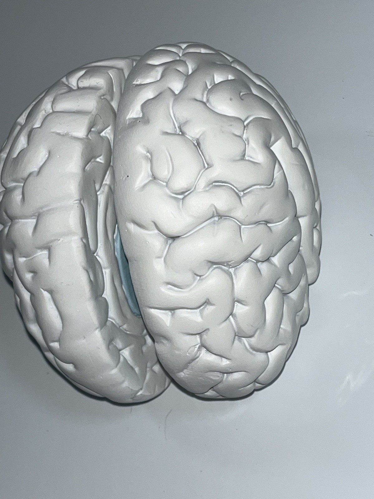 Scientific Model Human Brain 2-part, Display, Paint Your Way, Classroom, Study