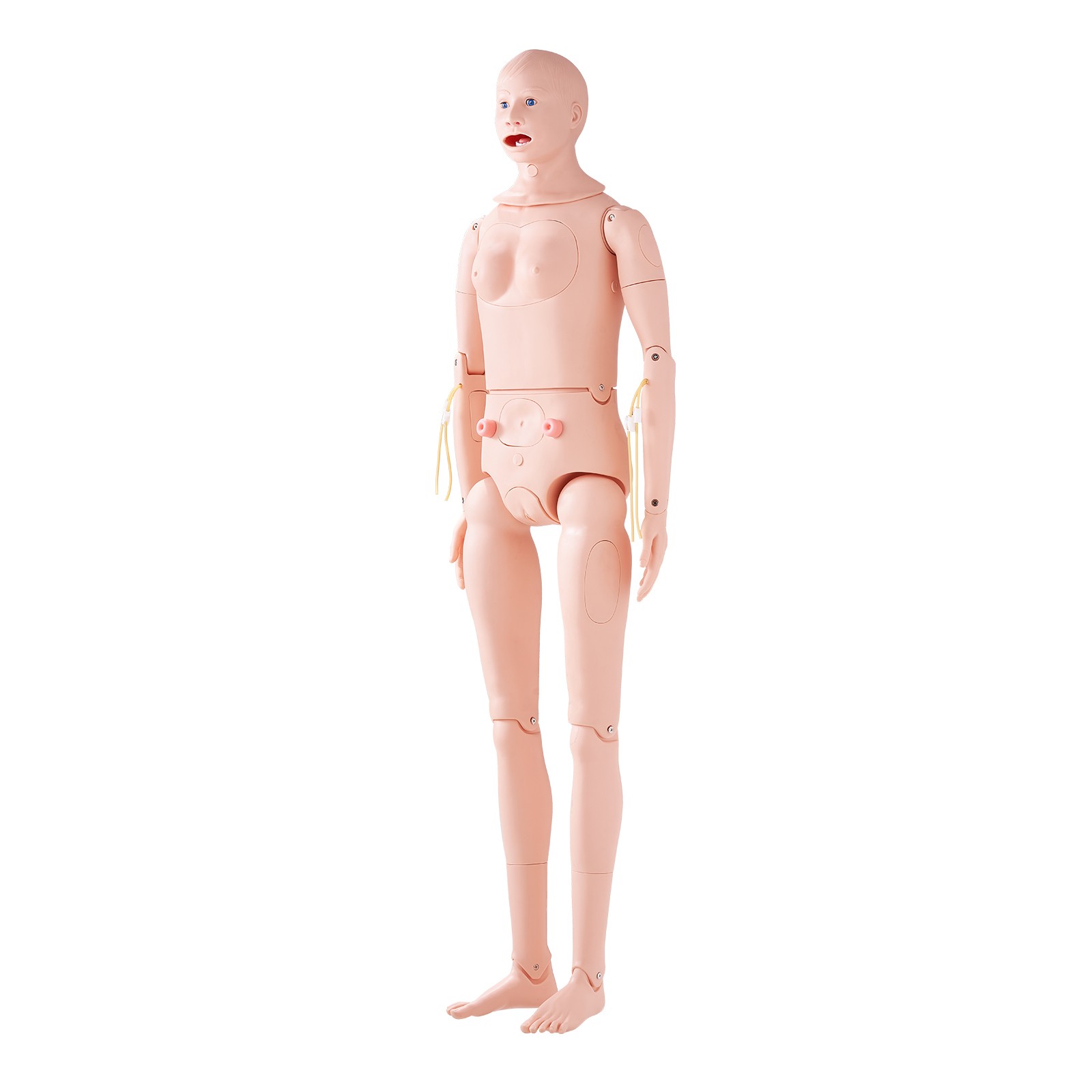 Uimoso Male/Female Manikin Model Anatomical Nursing Training Patient Care Teach