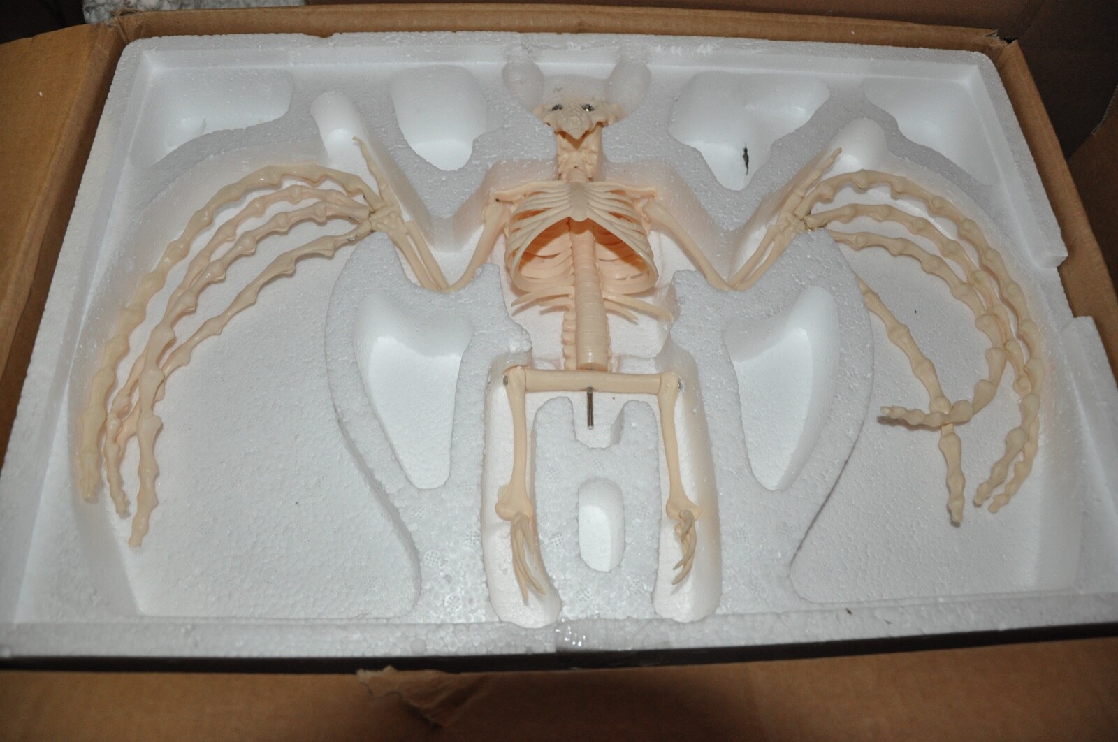 Veterinary Anatomy Bat Skeleton Display Teaching Model with stand Halloween