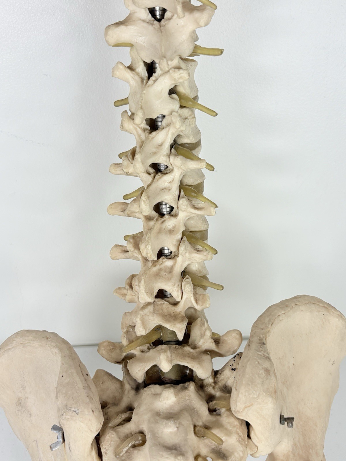 Vertebrae Human Spine and Pelvis Anatomical Model Science Medical