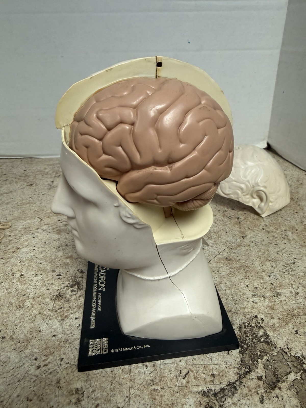 Vintage 1974 Merck Decadron Medical Display Bust With Brain Model Anatomy Piece