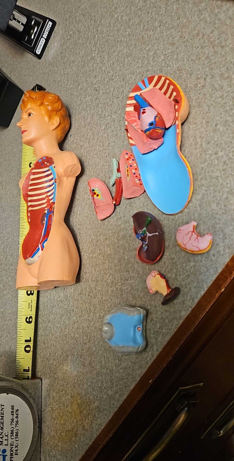3-D Human WOMAN Anatomical Model 12 Part Doctor’s Office Student Teaching Doll