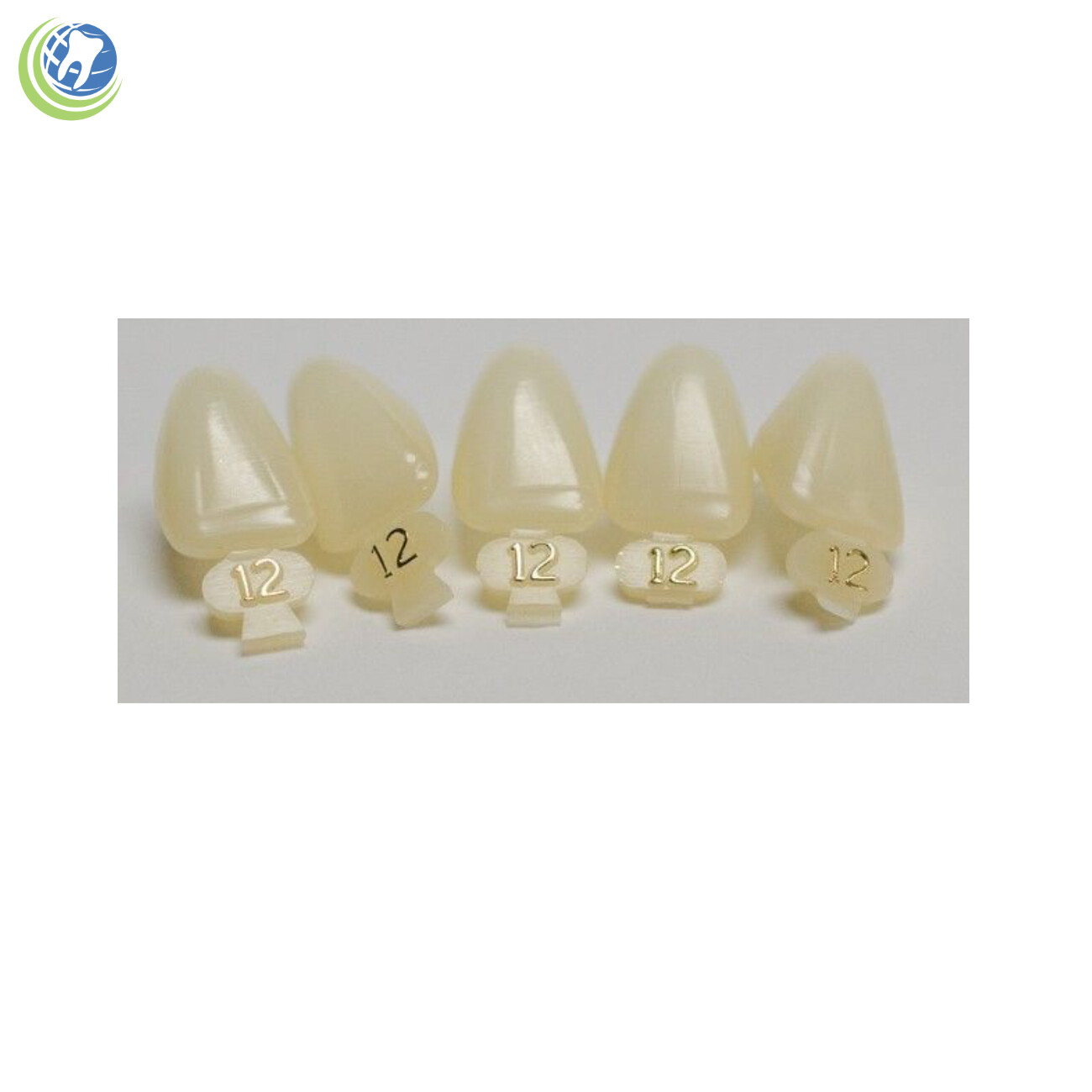 Tooth #8 Upper Right Central Anterior (URC) Polycarbonate Temporary Crown Refill