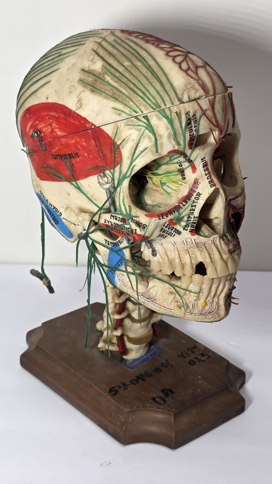 Antique Medical Plastic Lab Anatomical Science Human Skull Model Spring Mandible