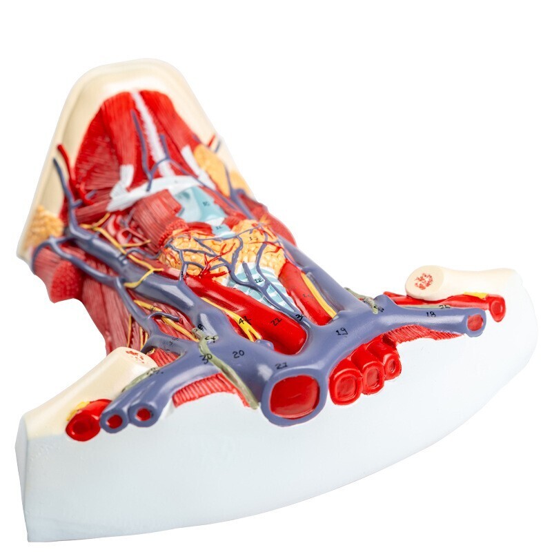1:1 Anterior cervical muscle, neck muscle nerve, medical anatomical model