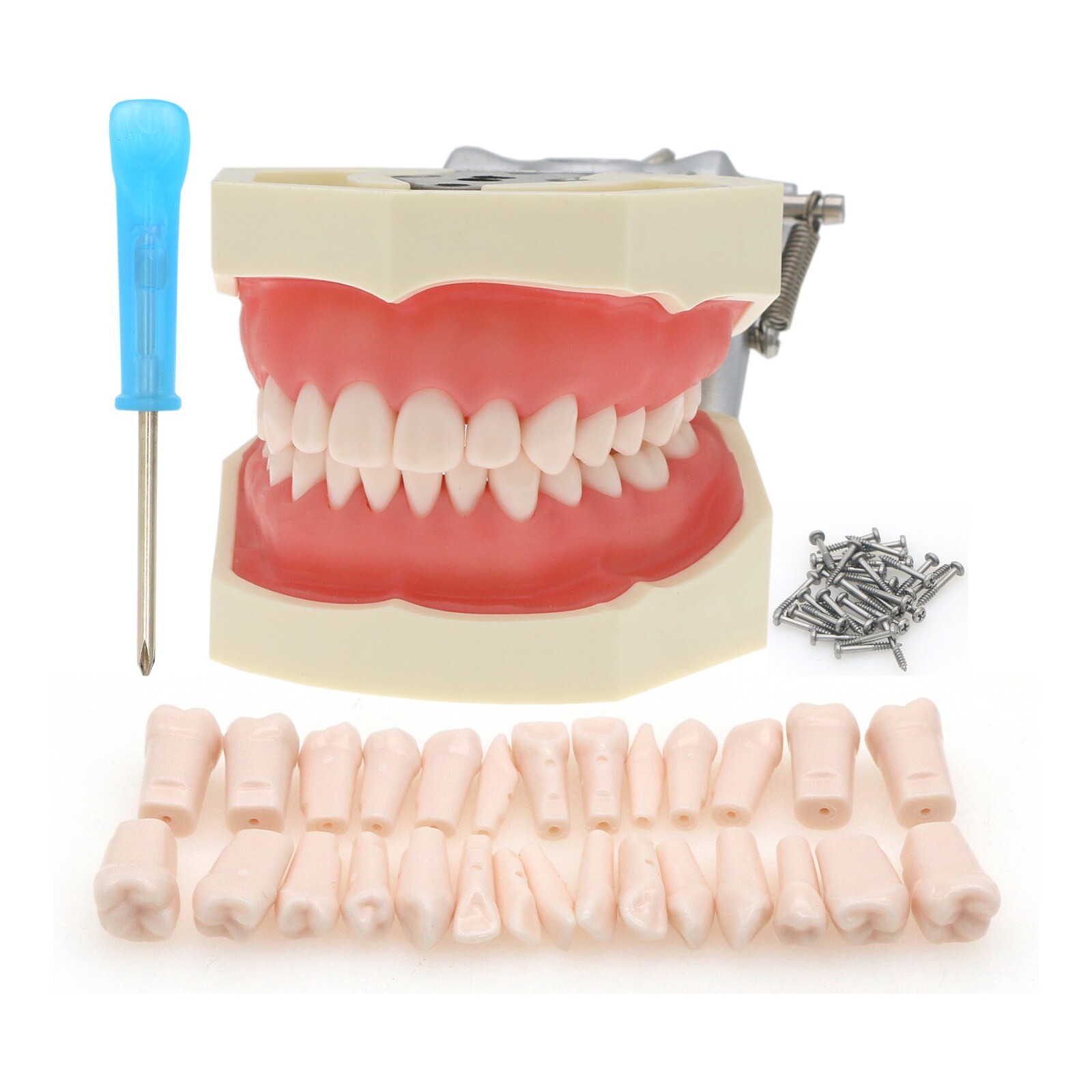 US Dental 28Pcs Typodont Teeth Mounting Pole Model fit Kilgore Nissin 200 Type