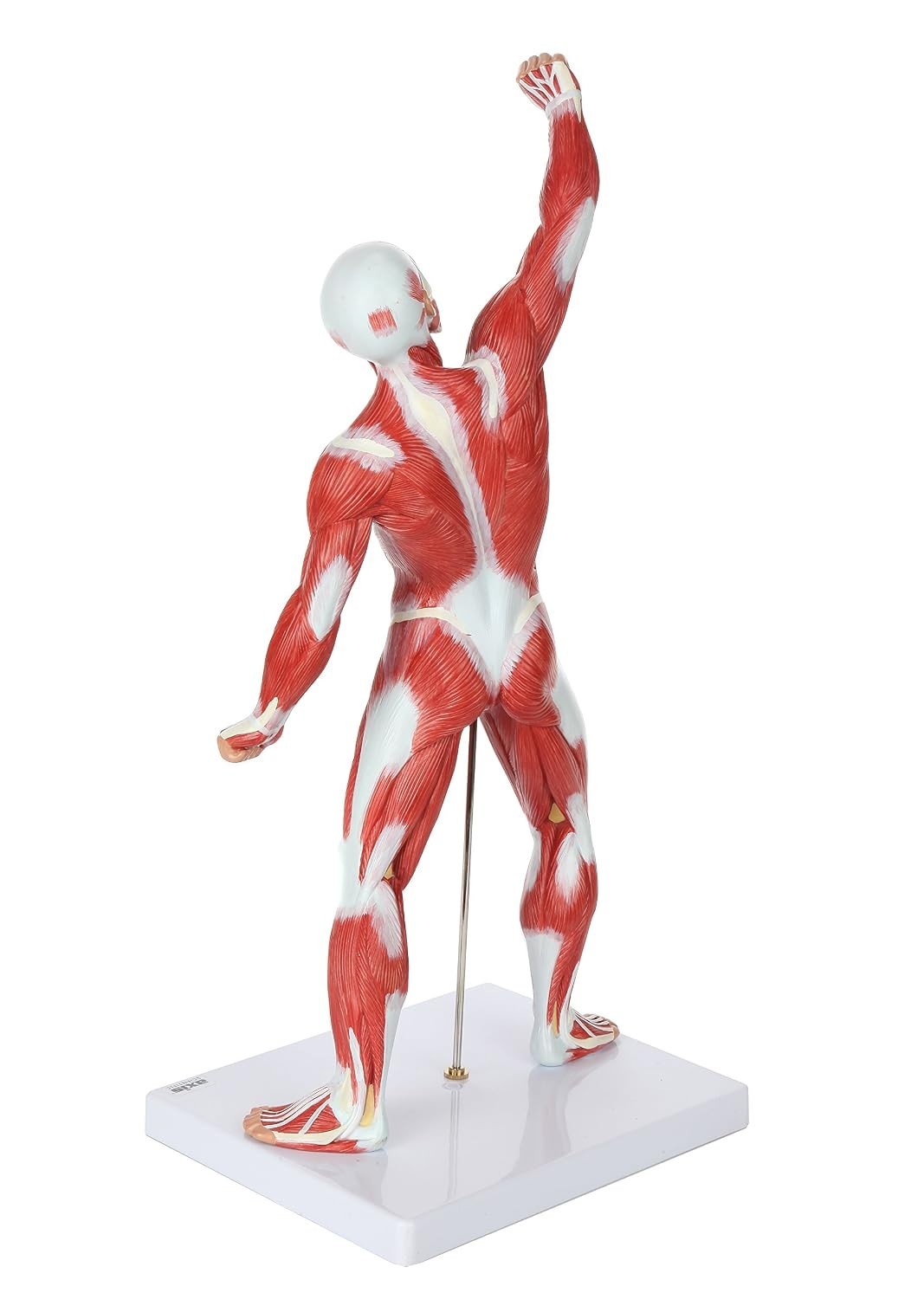 20″ Hand-Painted Miniature Human Muscular Model for Clinic & Classroom Display