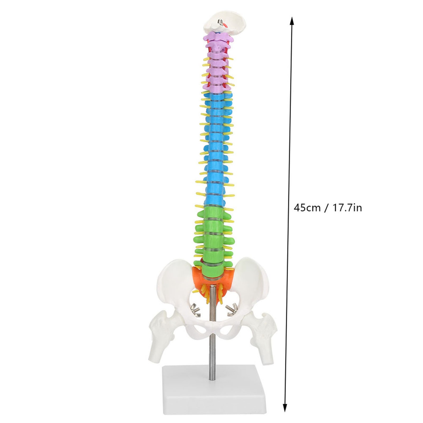 Life Size Flexible Human Spine Model For School Teaching FIS