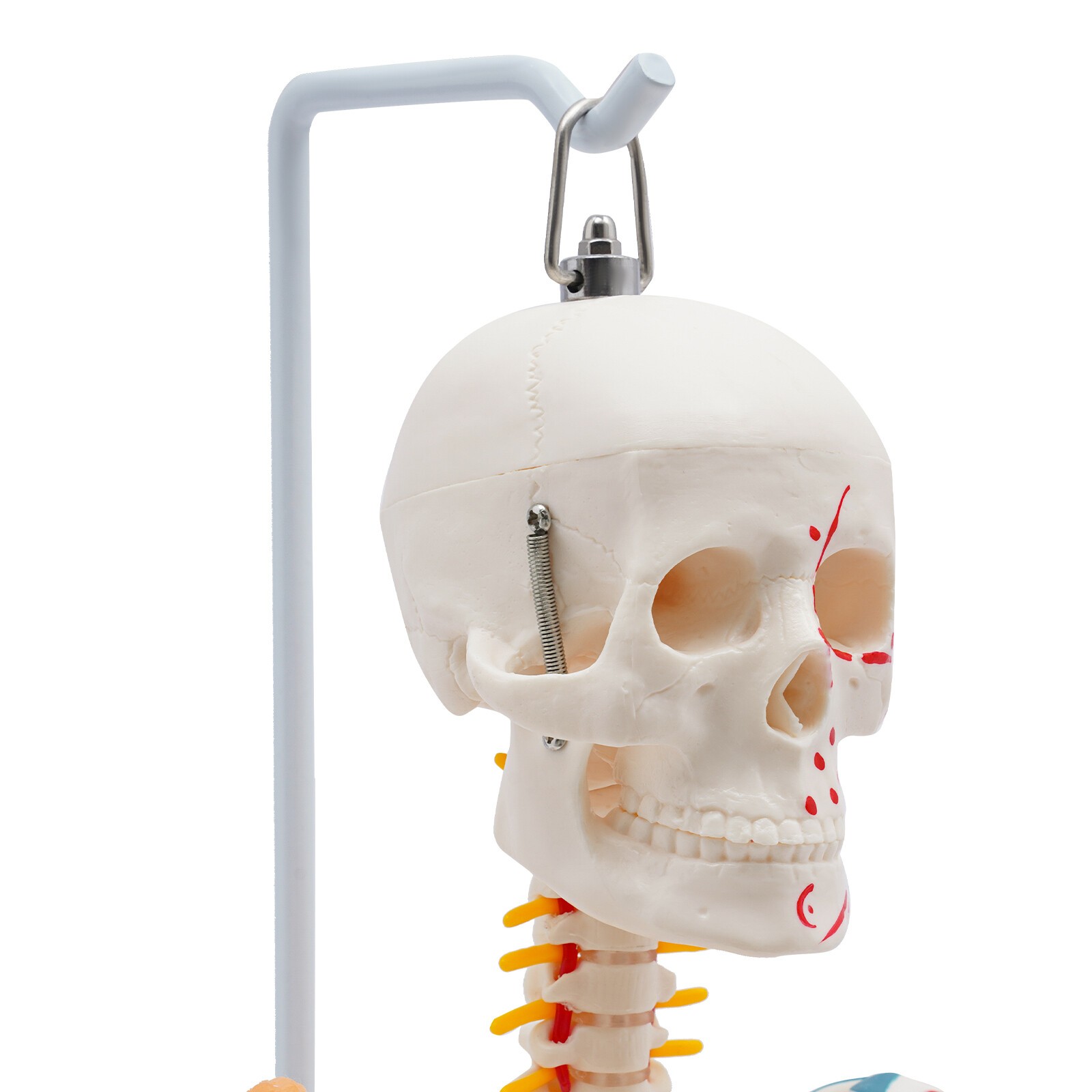 34″ Hanging Style Human Skeleton Model For Doctors’ Office or Anatomy Classroom