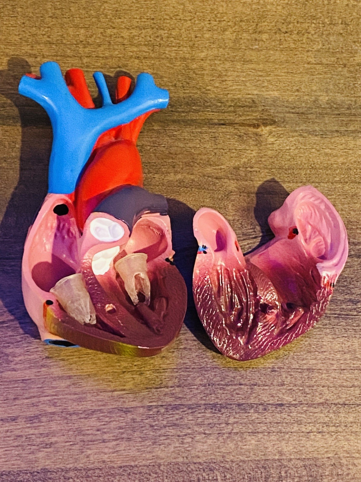 Model Anatomy Professional Educational Medical Heart Model