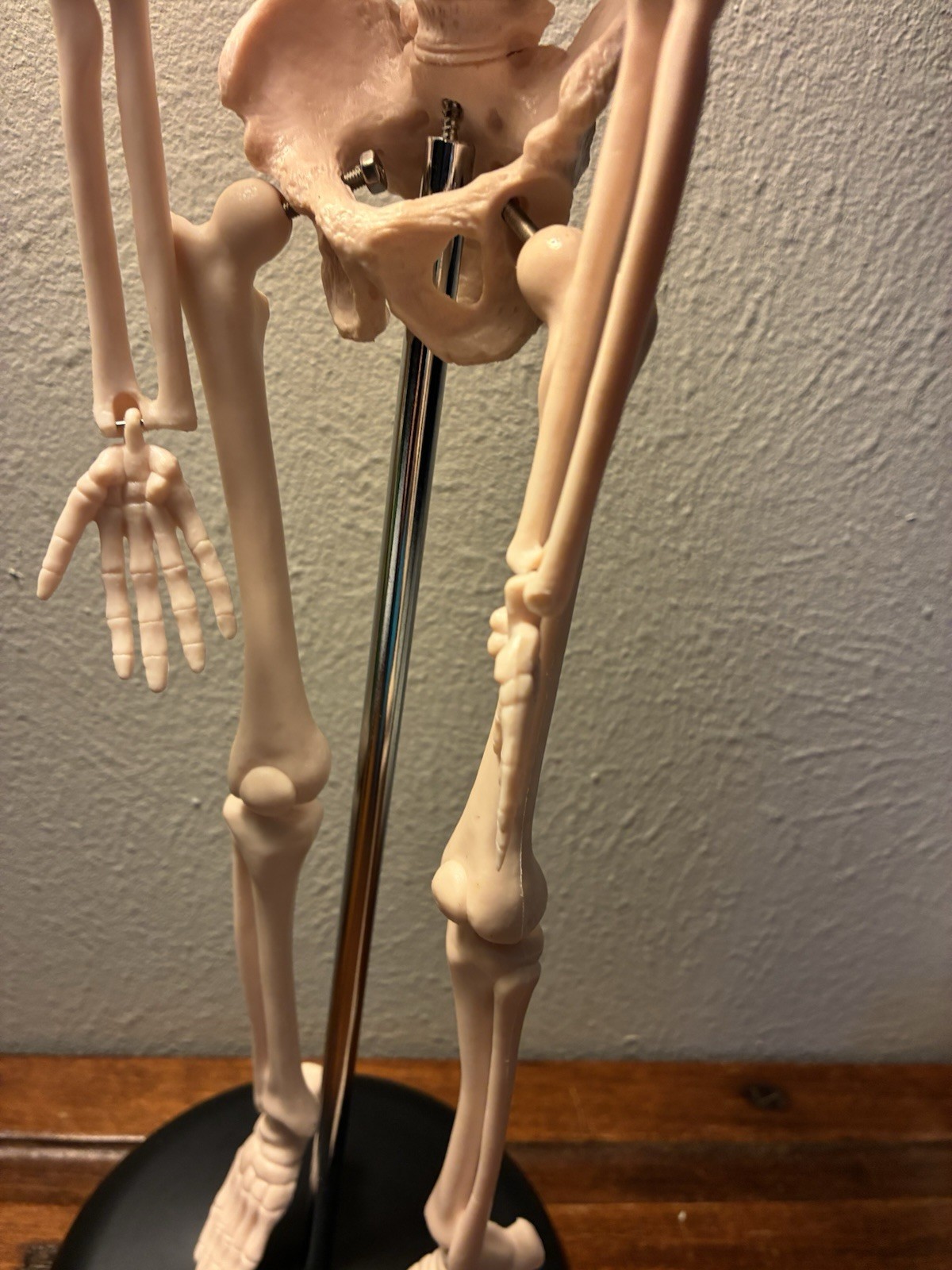 16.5 “ Anatomical Skeleton Model with Movable Arms Ideal for Teaching & Display