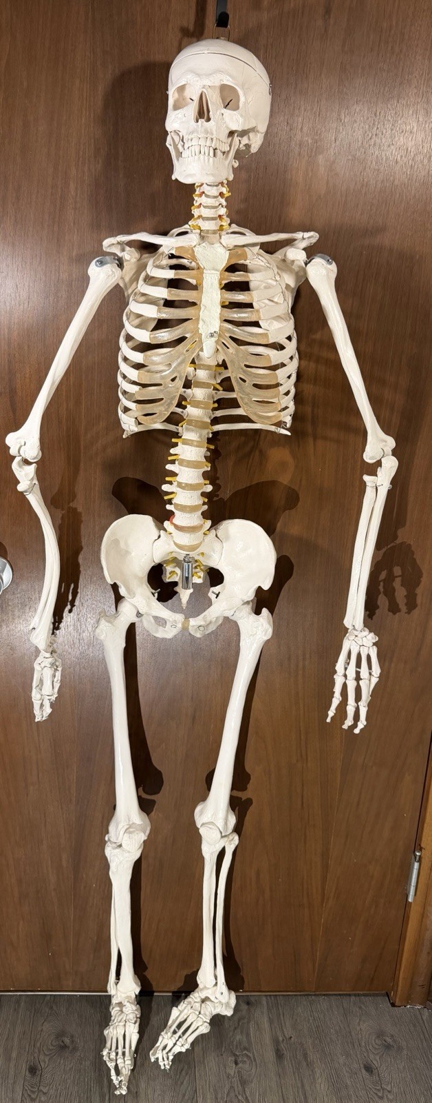 Life Size Human Anatomy Skeleton Hanging Medical Model w/ Spine Nerves
