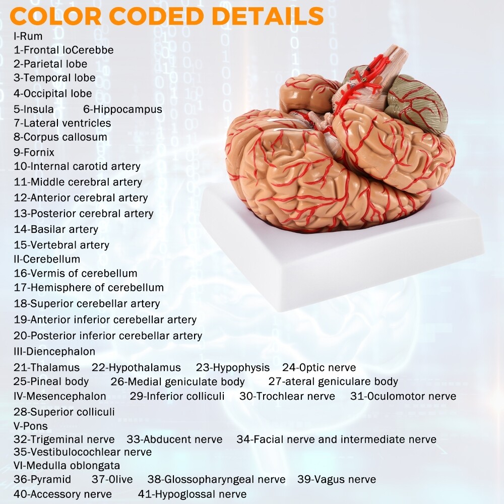 Anatomically Accurate 8-Part Human Brain Model Anatomy Science Teaching Medical