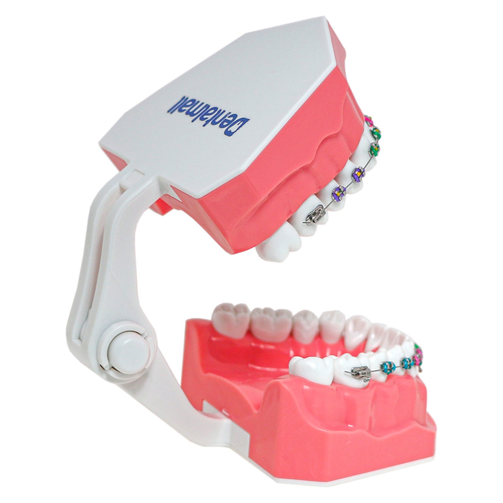 US Dental 1:1 TypodontTeeth Model Orthodontic with Metal Brackets Brace M7010-2