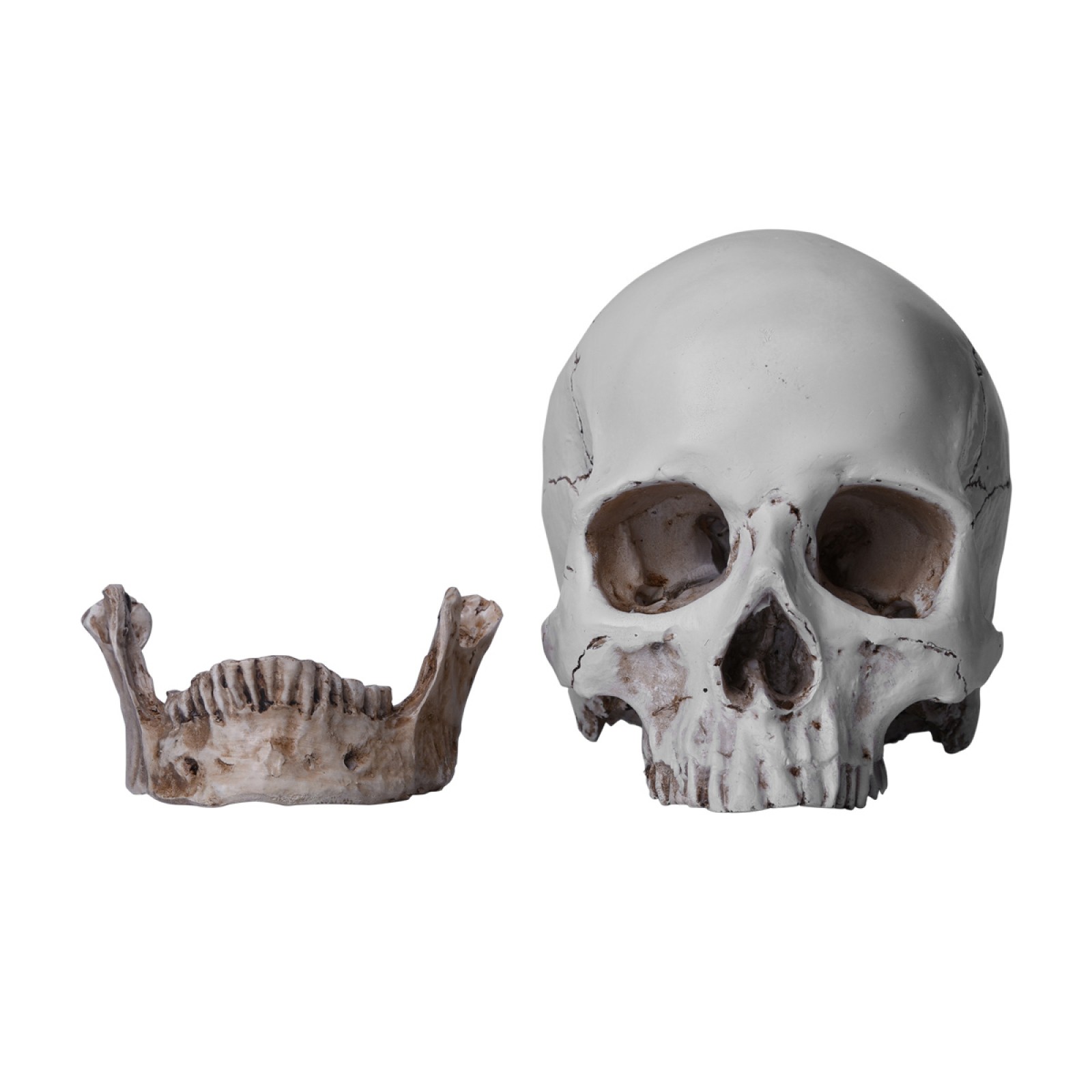 1:1 Resin Replica Life Human Anatomy Skull Collectable Bar Decoration Teaching