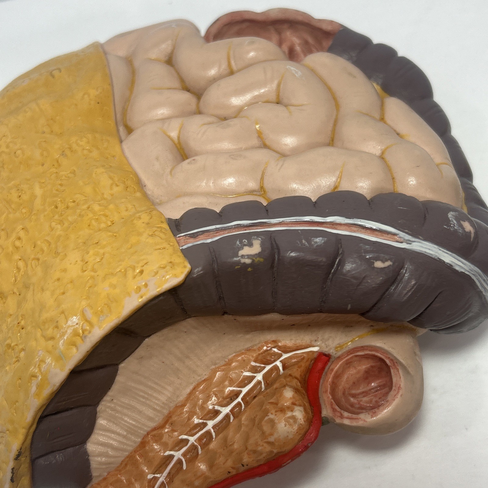 3B Scientific Spare Large And Small intestines Colon Anatomical Model For Torso