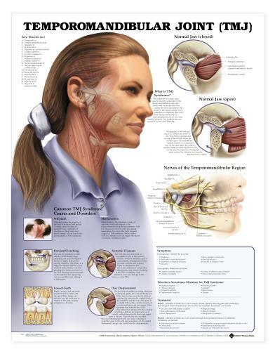 TMJ TEMPORO Laminated Wall Chart 20″ x 26″ Classroom/Professional LFA #99932