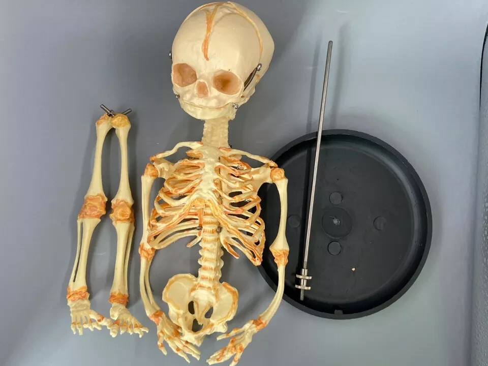 13.7″ Baby Skeleton Model Fetal Model Human Body Teaching Newborn Baby Skull