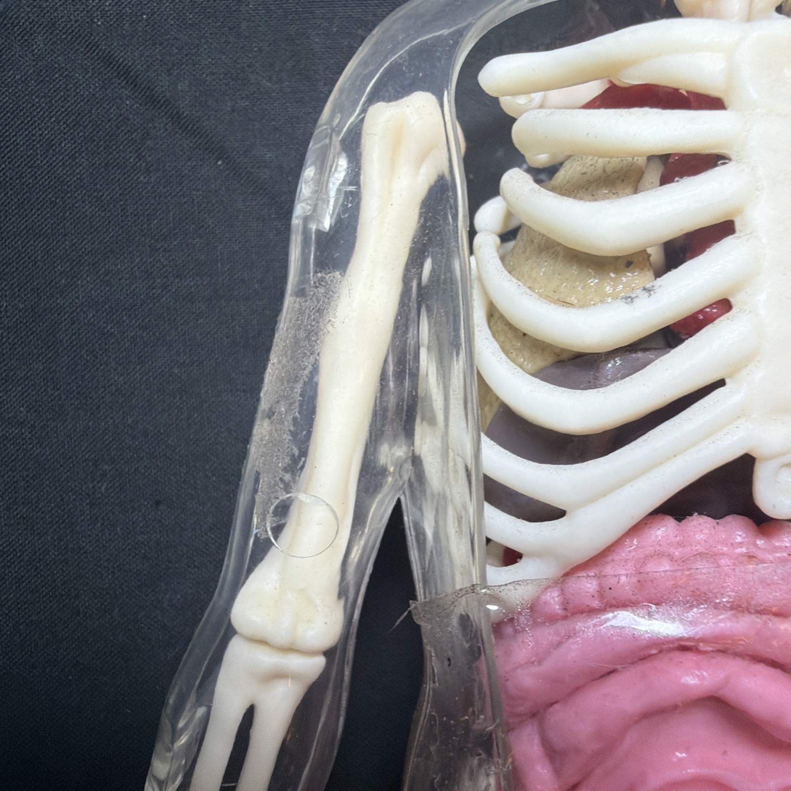 Vintage Human Body Model Anatomy Heart Brain Skeleton Muscles Lungs Student 13″