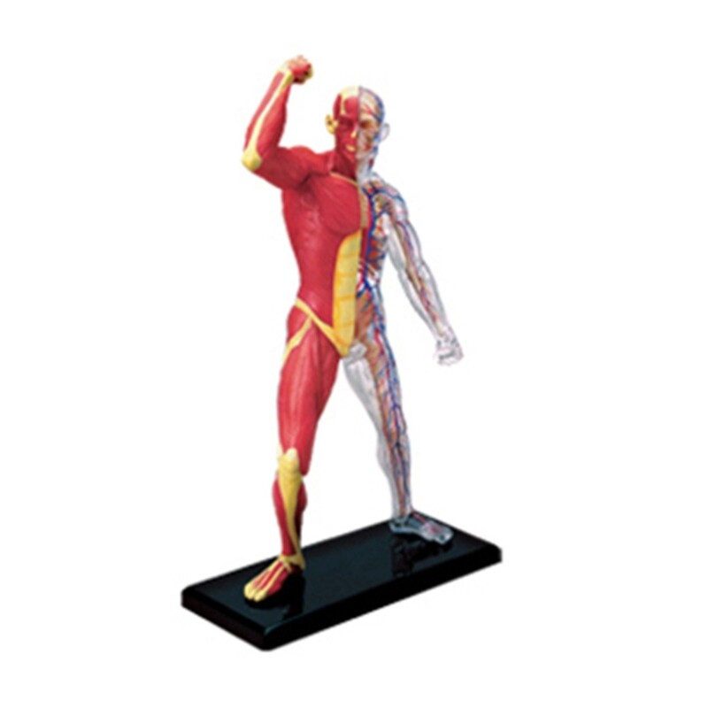 Human Muscle Anatomy Model Body Medical Science Model for Education Teaching