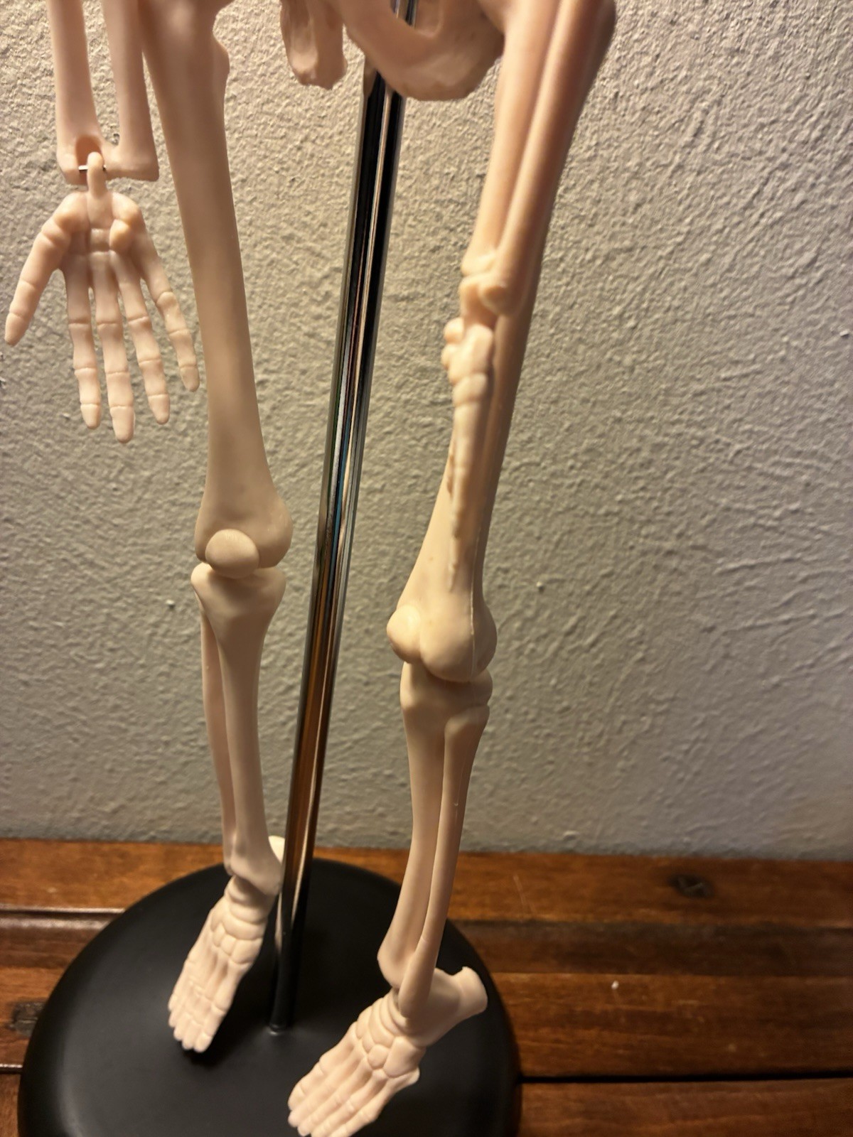 16.5 “ Anatomical Skeleton Model with Movable Arms Ideal for Teaching & Display