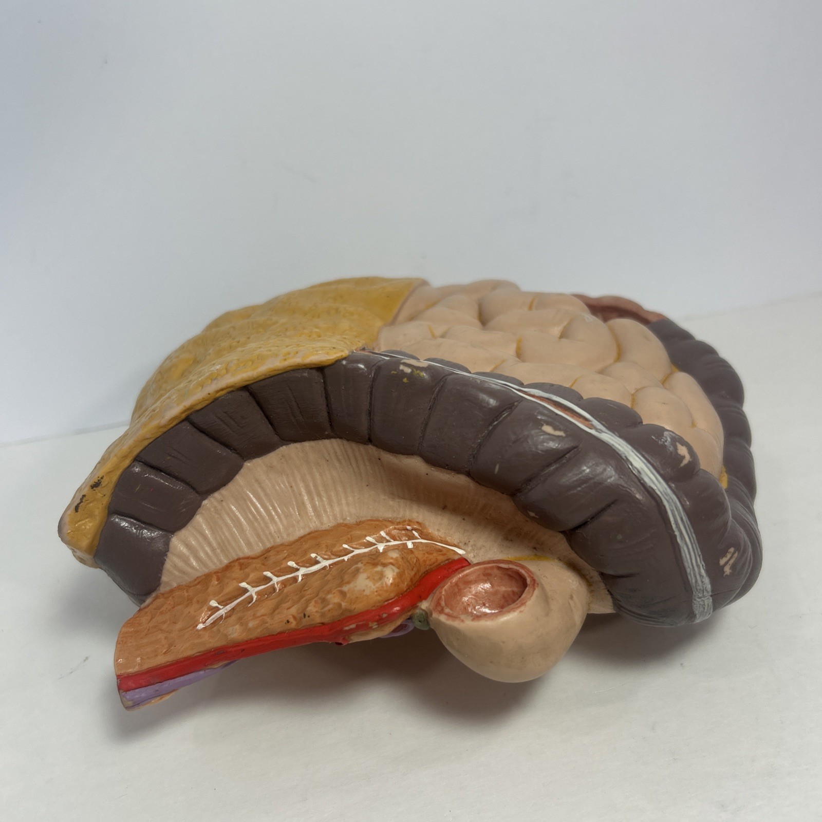 3B Scientific Spare Large And Small intestines Colon Anatomical Model For Torso