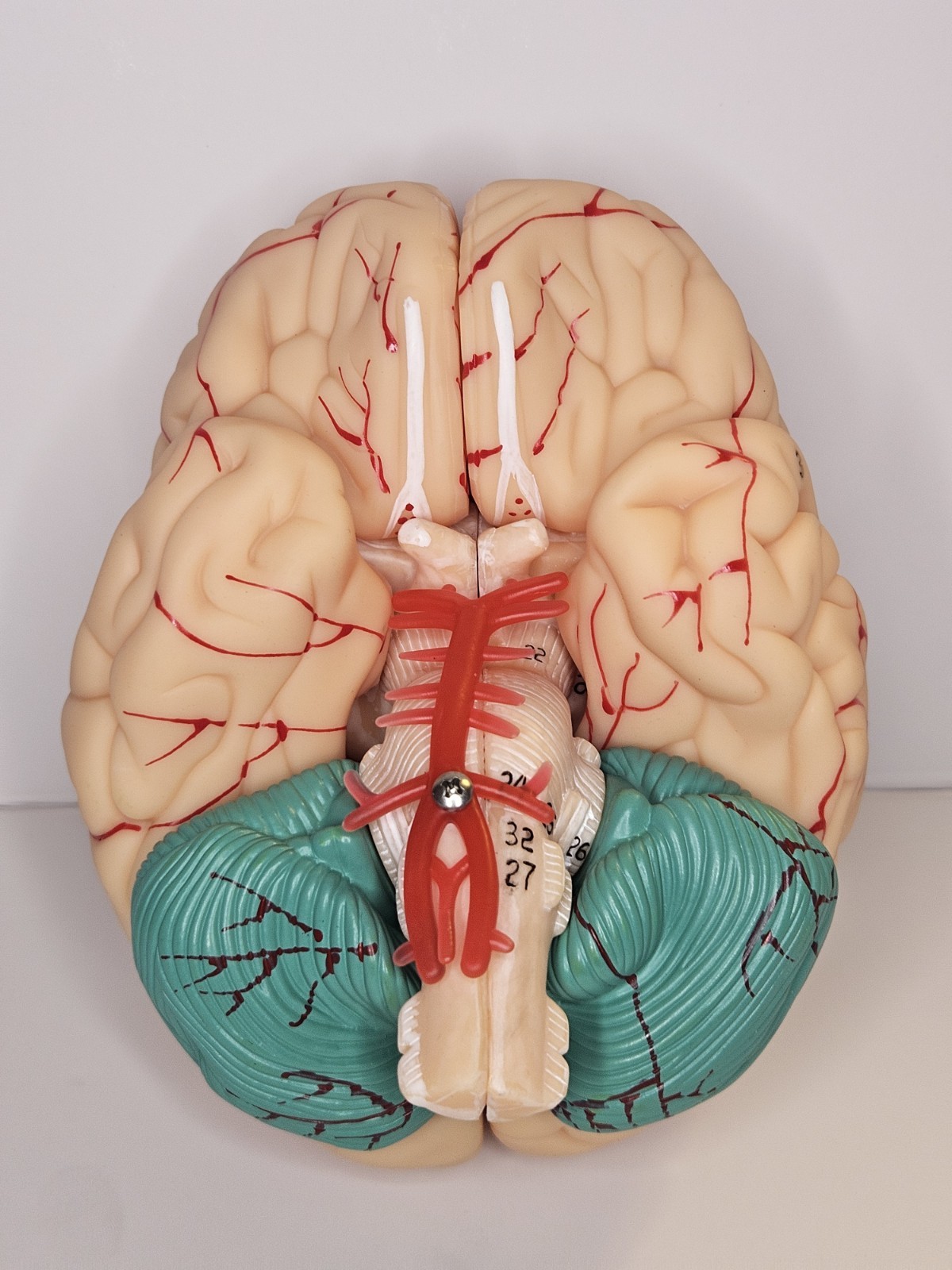 Human Brain Model Anatomical Anatomy Medical Teaching Education Study Science