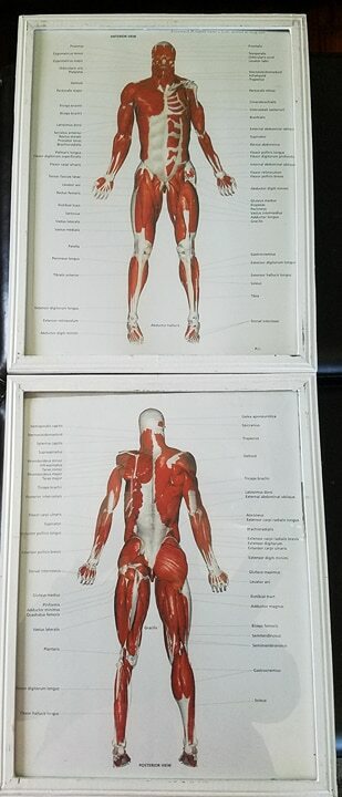 Anatomy Framed Art- Posterior & Anterior Muscle & Skeletal Framed Art 11×14 (4)