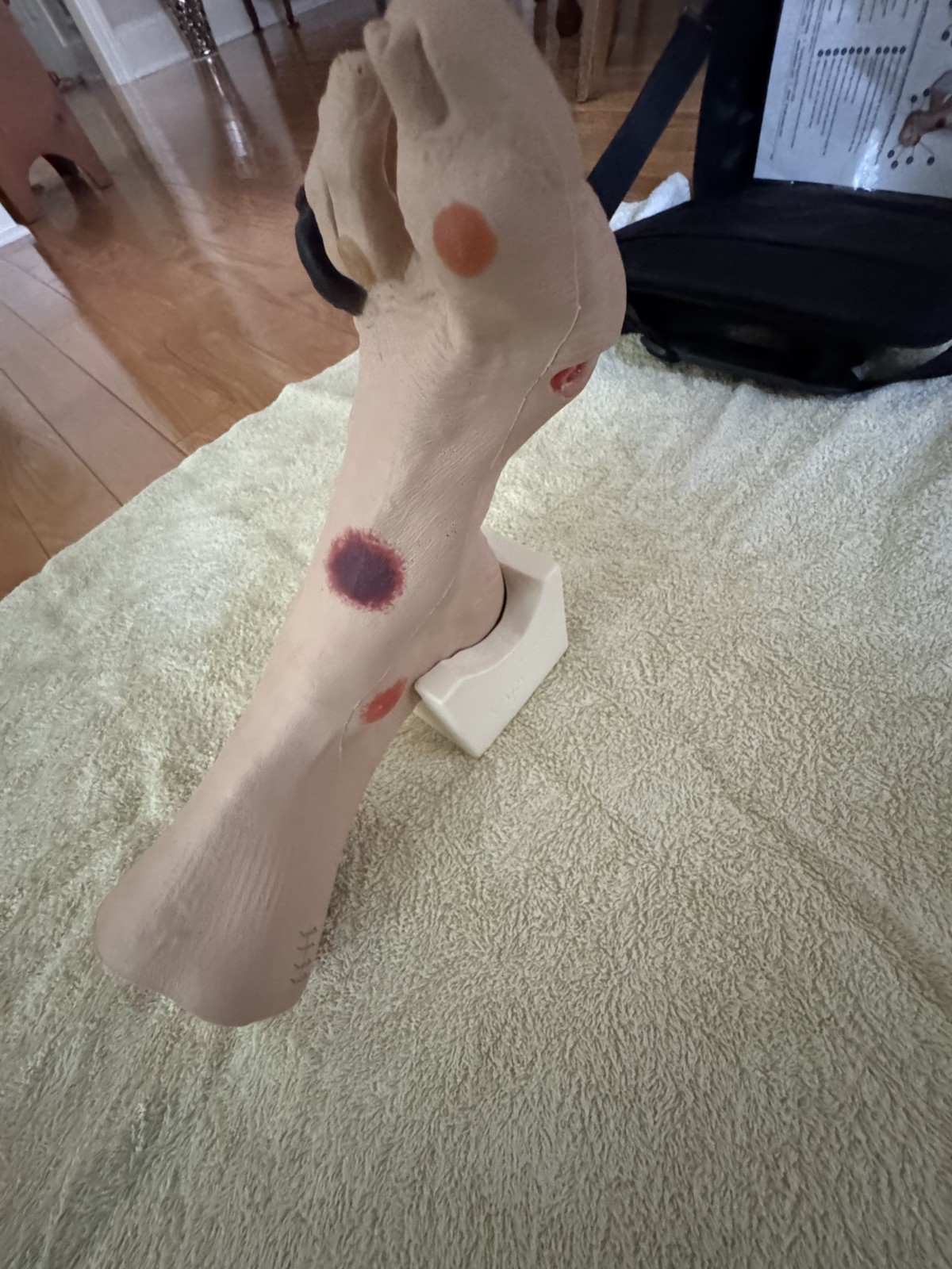 VATA Wilma Wound Foot Teaching Model