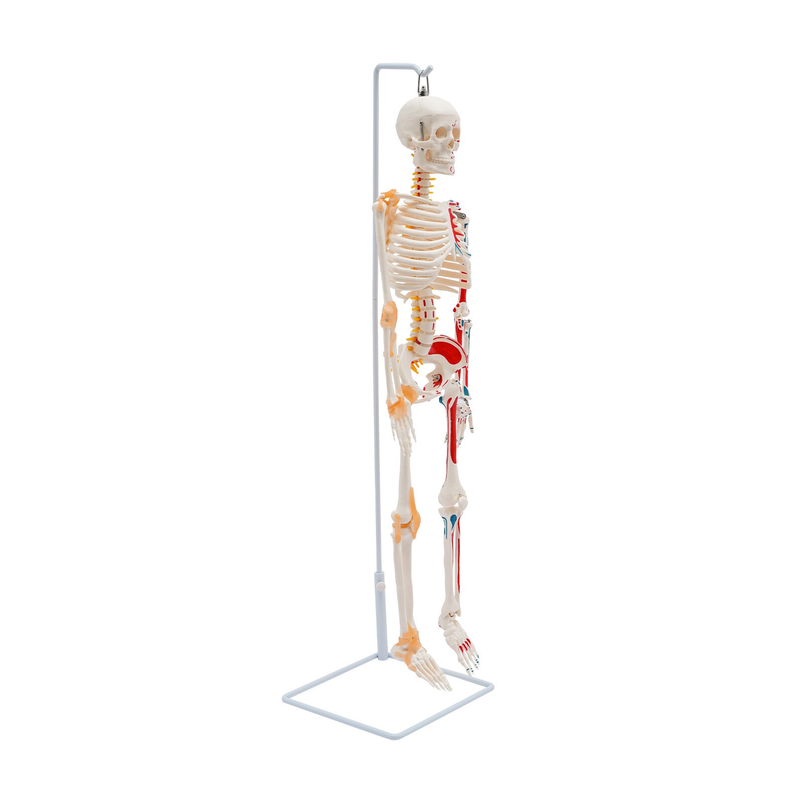 34″ Hanging Style Human Skeleton Model For Doctors’ Office or Anatomy Classroom