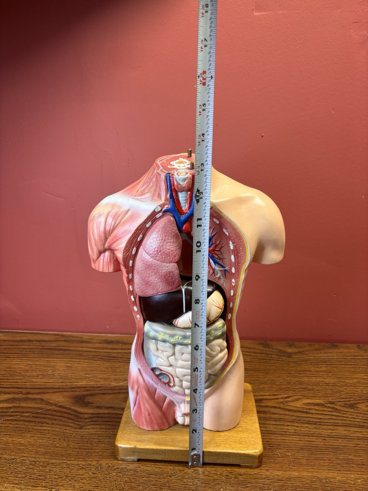 Vintage Human Anatomy Torso Model 13.5” Medical Teaching Display Missing Parts