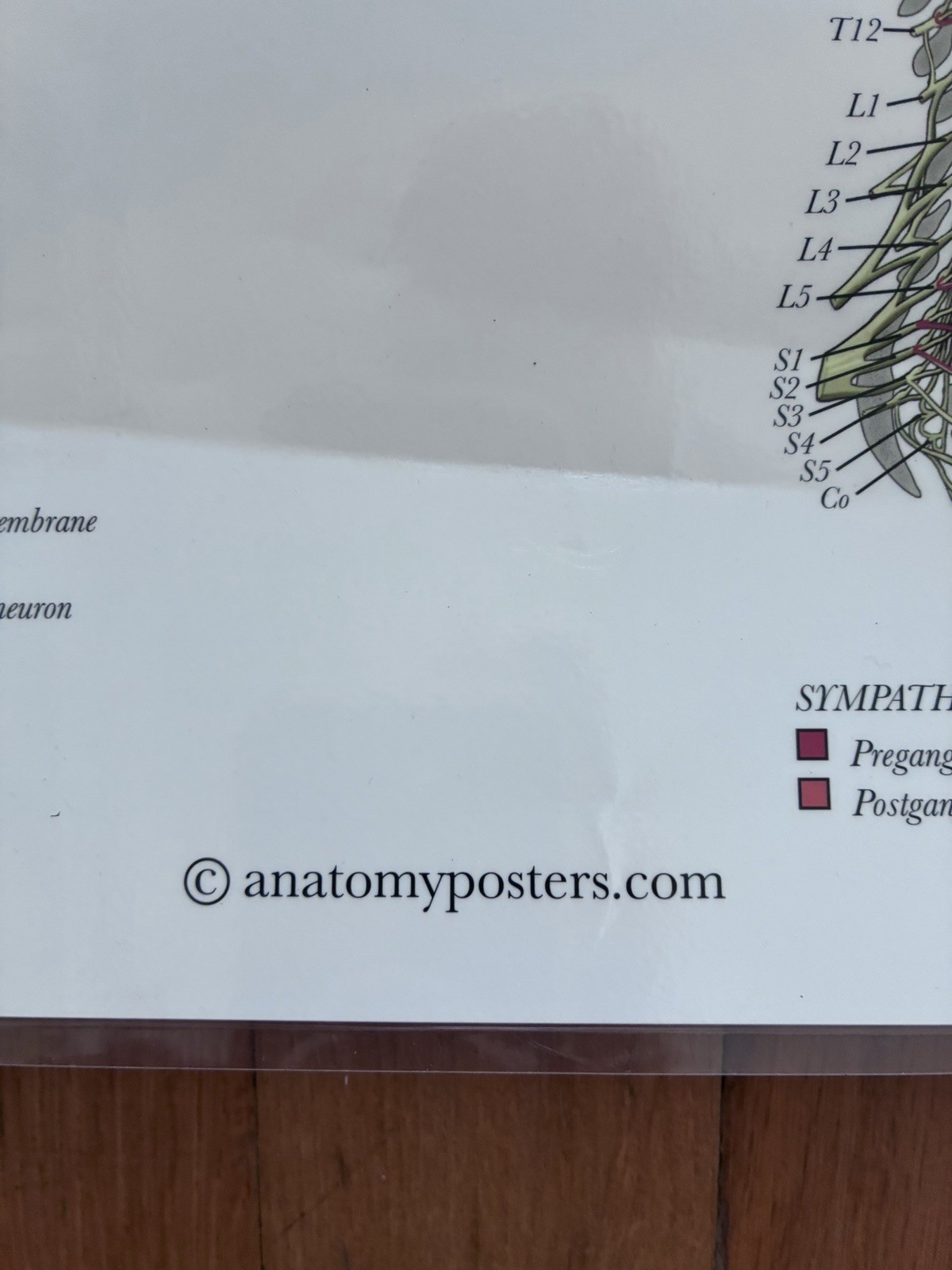 4 Human Anatomy Posters Laminated Medical Biology Health Classroom 18X27