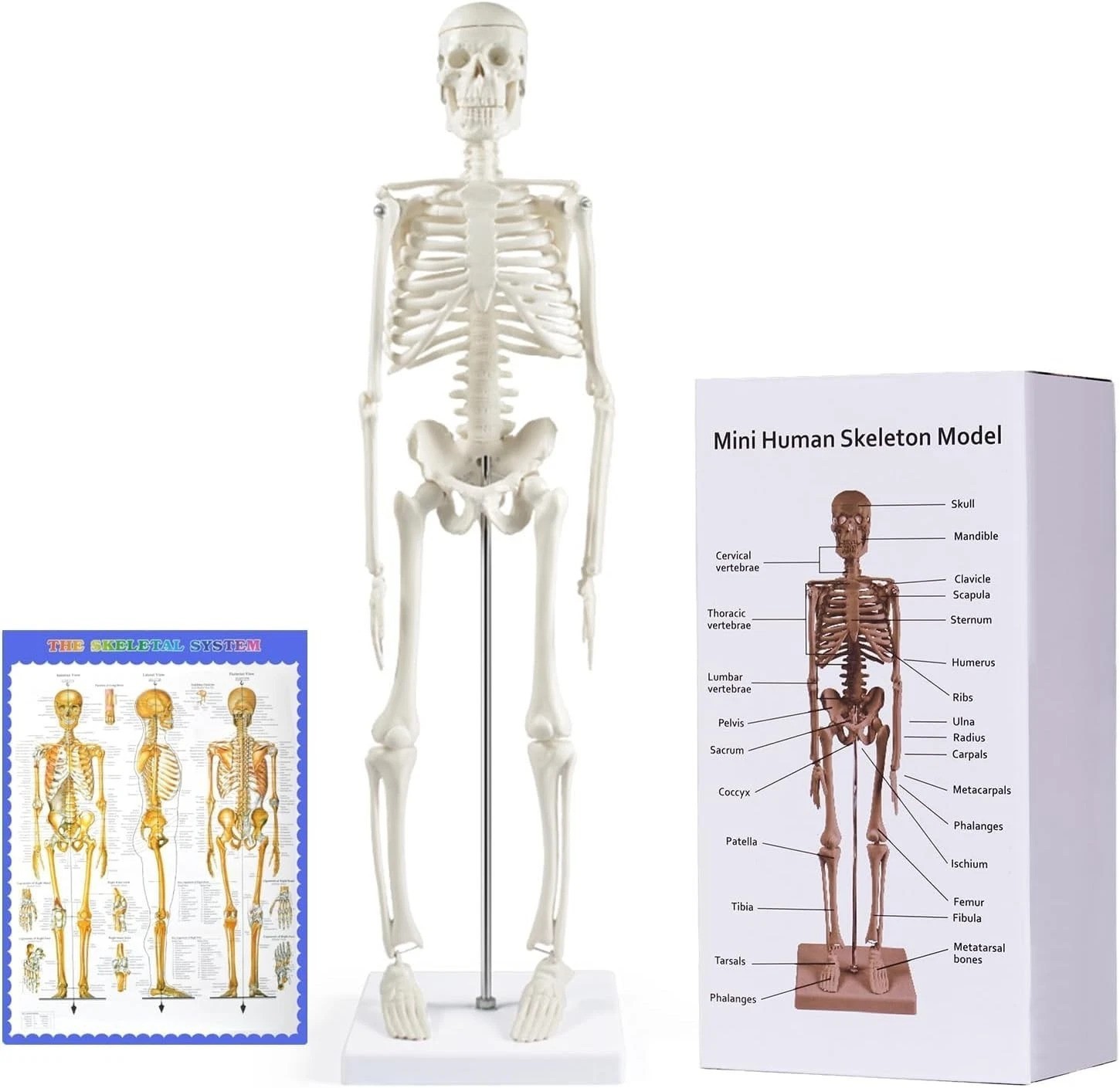 Portable 17 Inch Anatomical Skeleton Model with Movable Joints for Learning