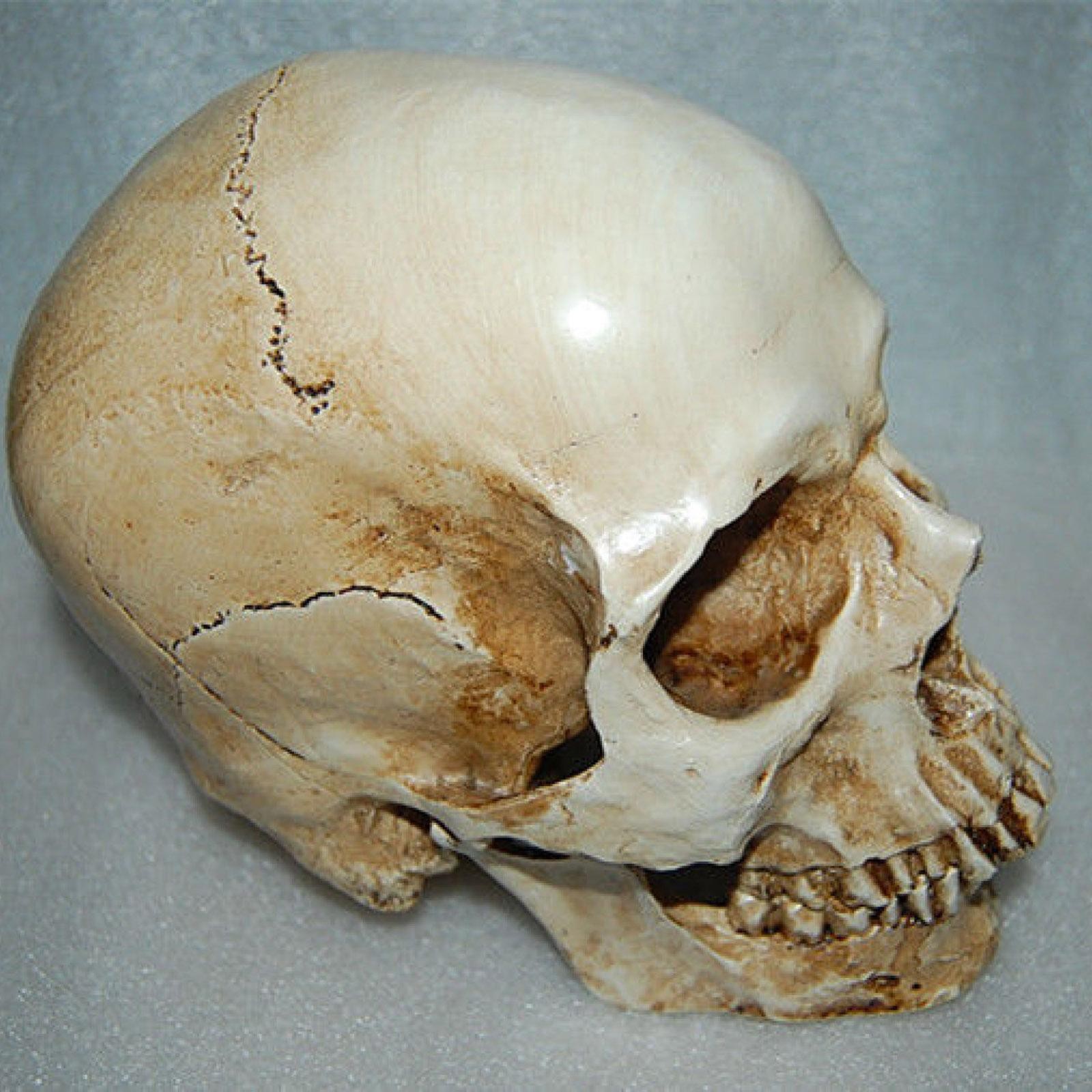 1:1 Resin Replica Life Human Anatomy Skull Collectable Bar Decoration Teaching