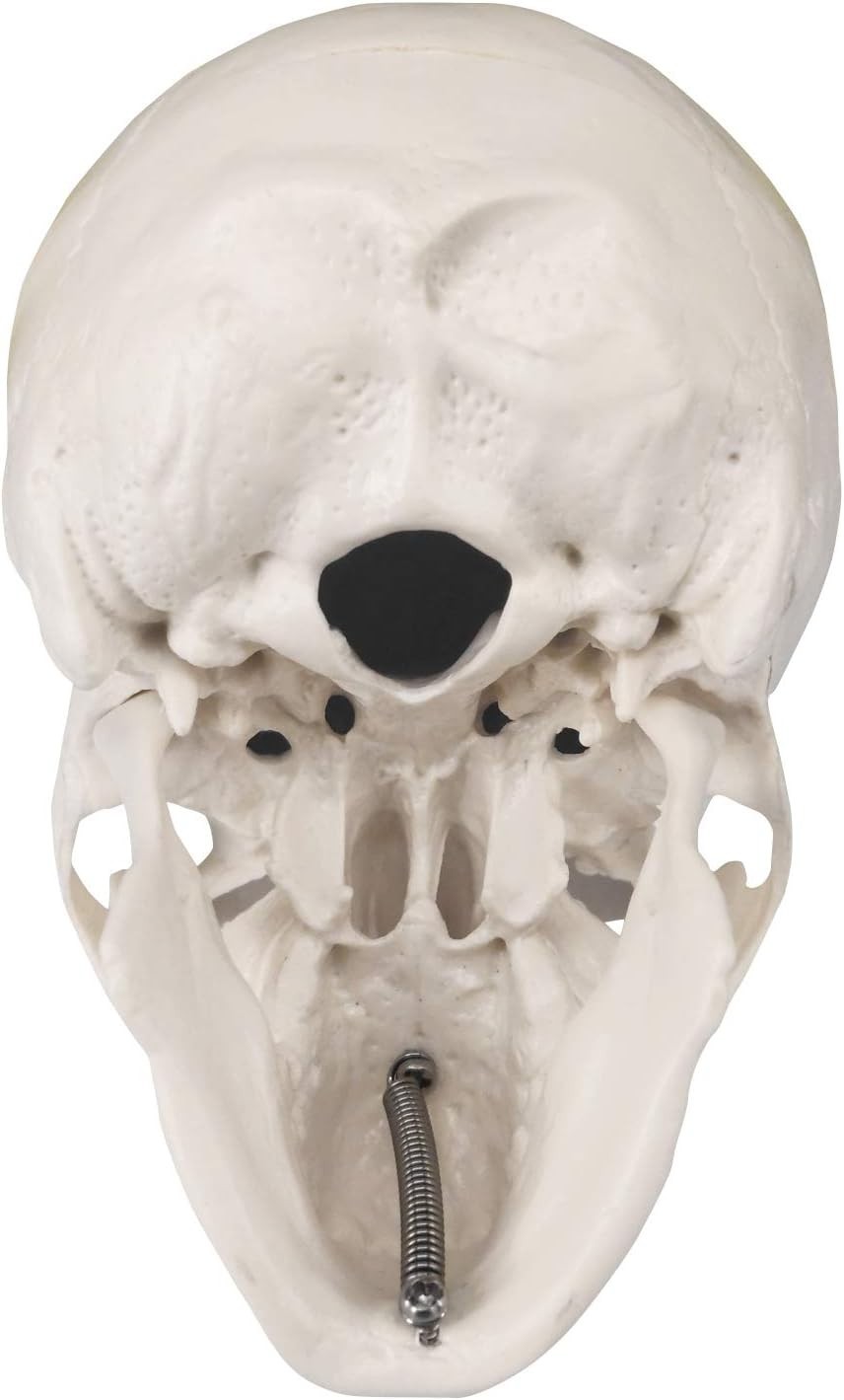 Realistic Mini Human Skull Model with Moving Jaw – Perfect for Education & Decor