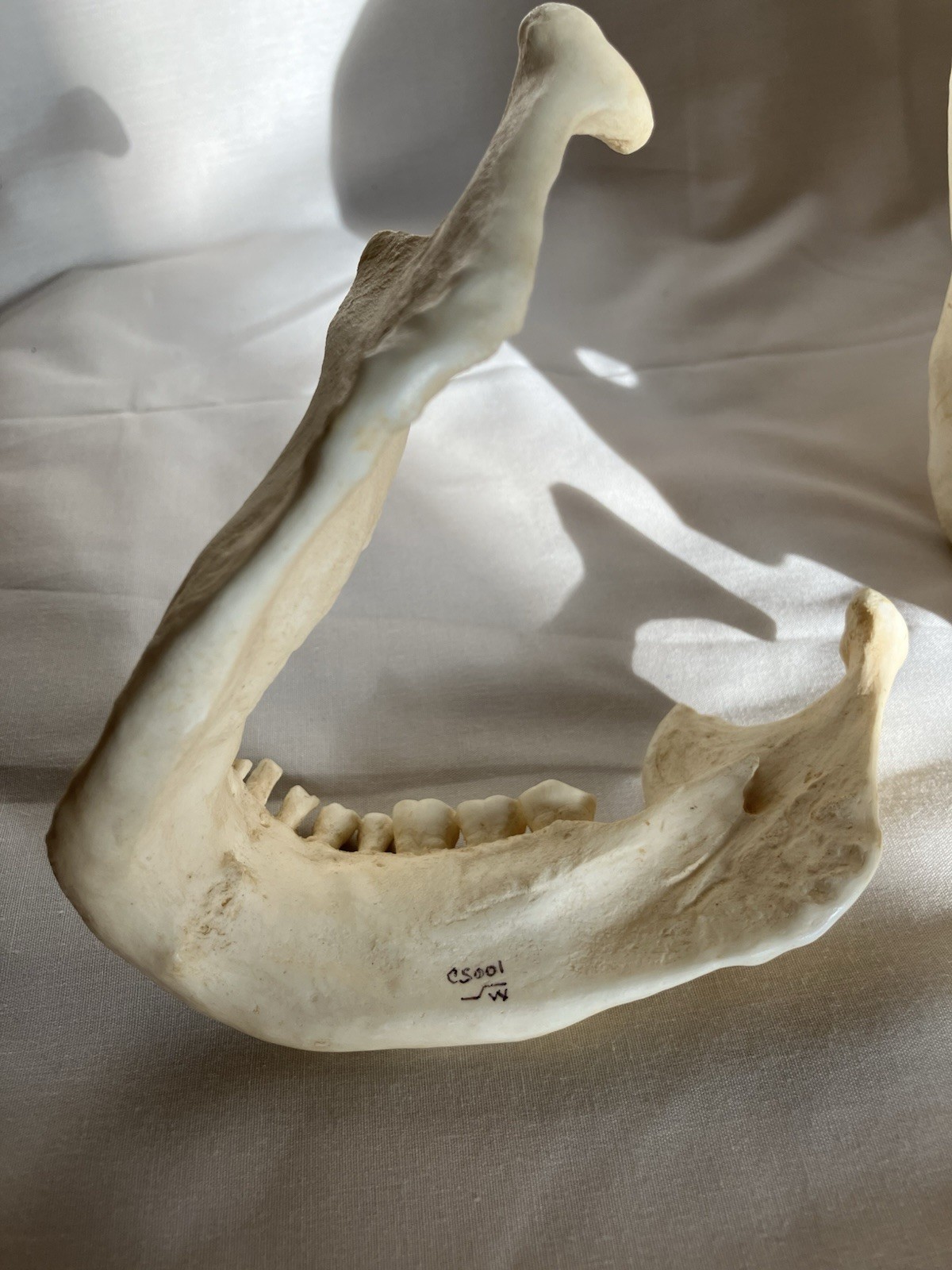 France casting southwestern indigenous skull replica