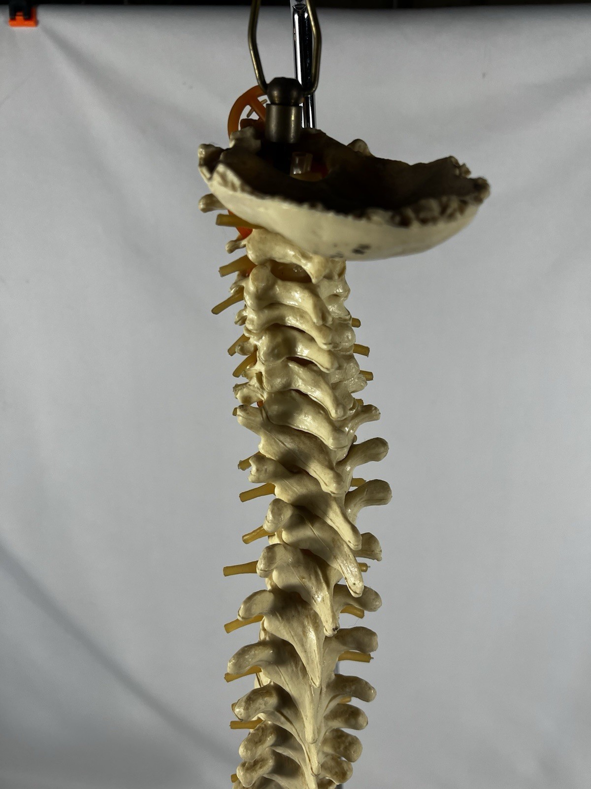 Vtg Anatomical Lifesize Spine Backbone Skeleton Chiropractor Halloween Creepy