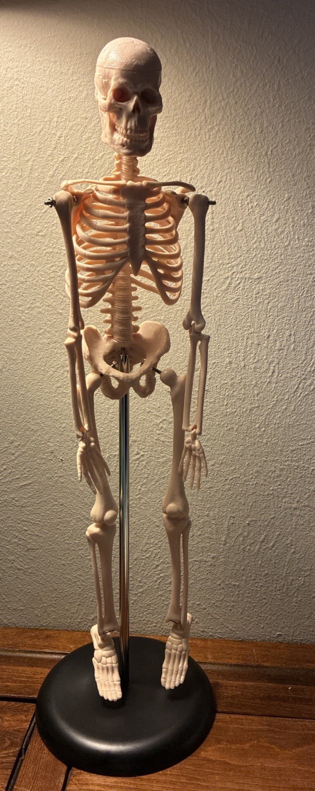 16.5 “ Anatomical Skeleton Model with Movable Arms Ideal for Teaching & Display